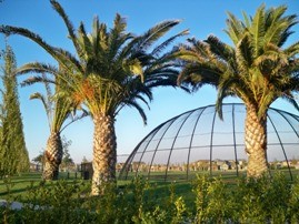 Altamont Park palm trees