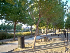 Creek Park trees