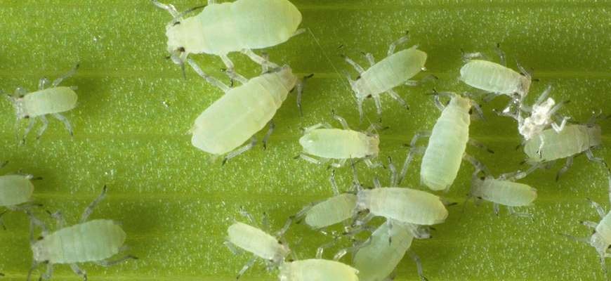 Aphid.